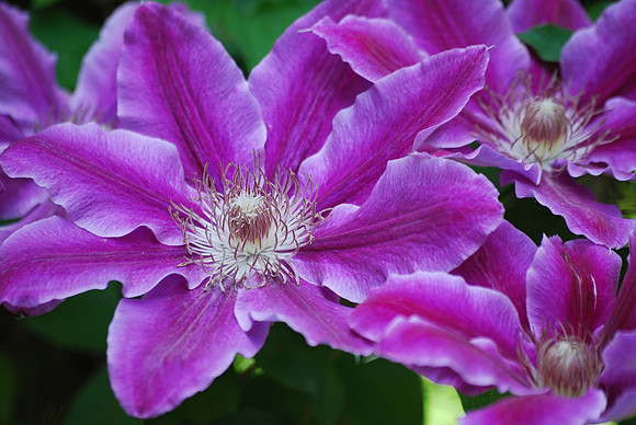 Clematis 55