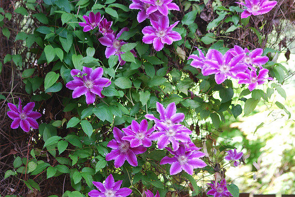 Clematis 22