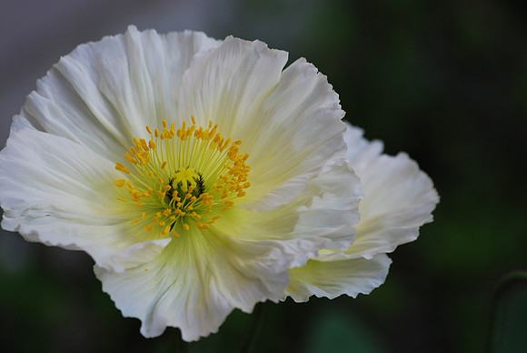 White Poppy 62