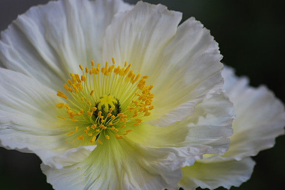 White Poppy 66