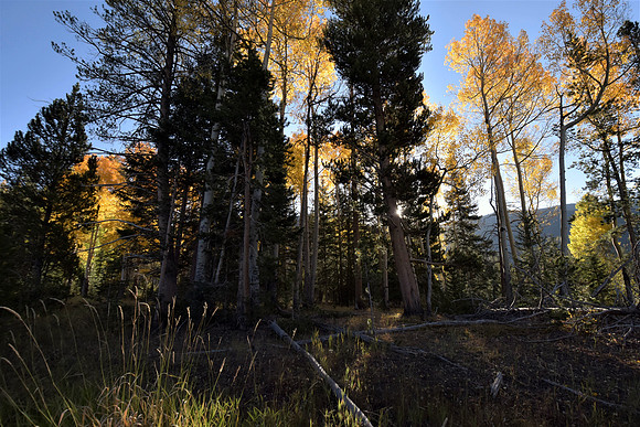 Aspen Sky