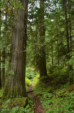 Cedar  045