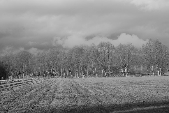 Skagit Trees B&W