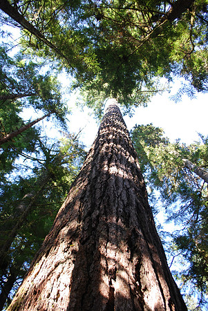 Trees 88