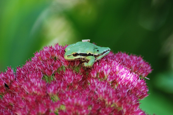 Treefrog 23