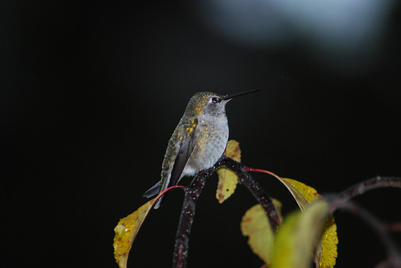 Anna's Hummingbird 14