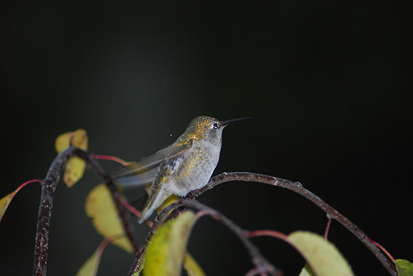Anna's Hummingbird