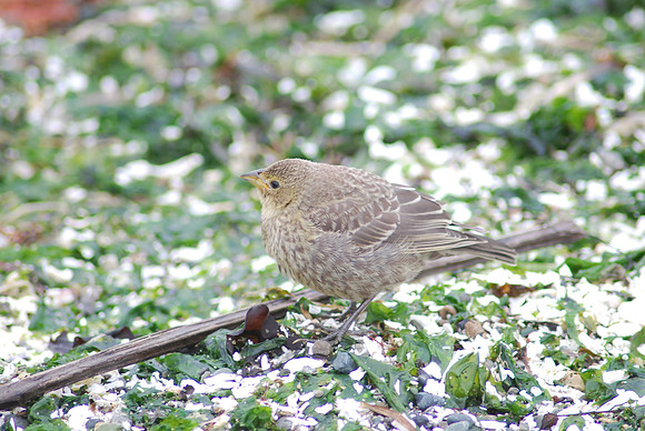 Finch on the Beach