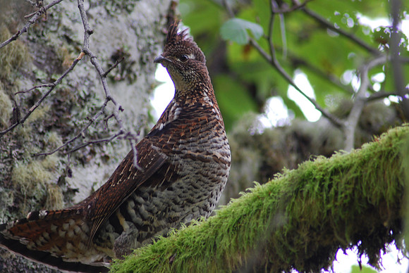 Ruffed Grouse  223