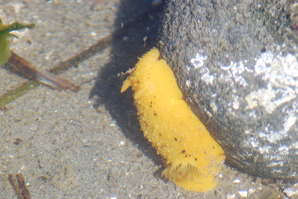 Sea Lemon 5