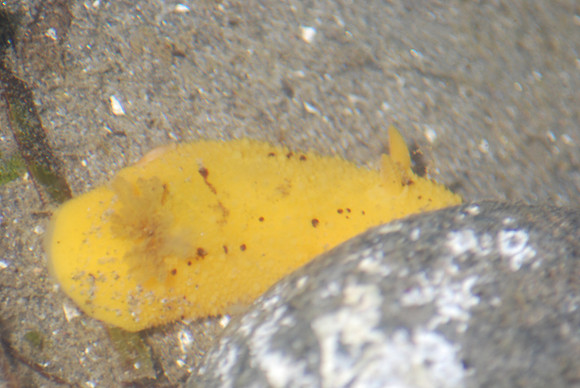 Sea Lemon 6