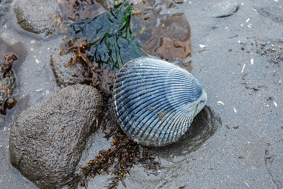 Blue shell 667