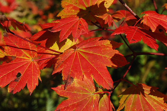 Red leaf 4