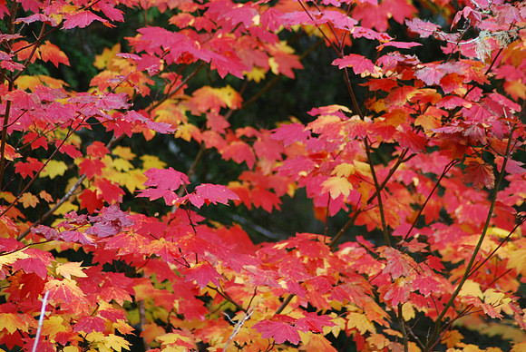 Fall leaves 443