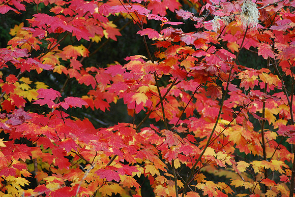 Fall leaves 240