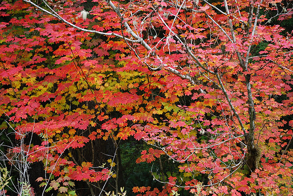 Fall leaves 556