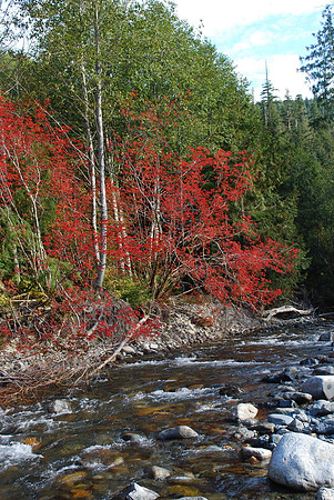 ELK CREEK LEAVES