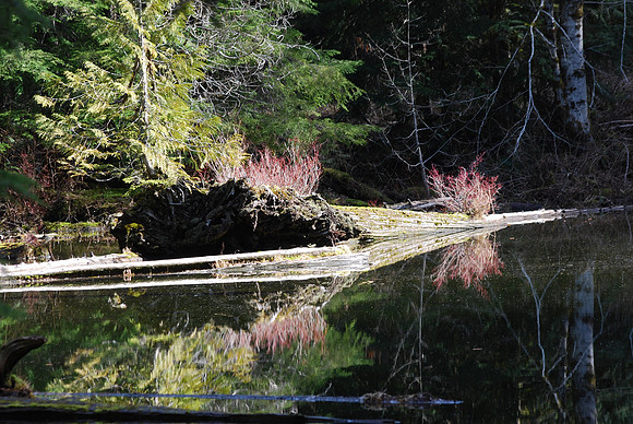 Greider Ponds 22