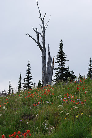 SILVER FOREST 3