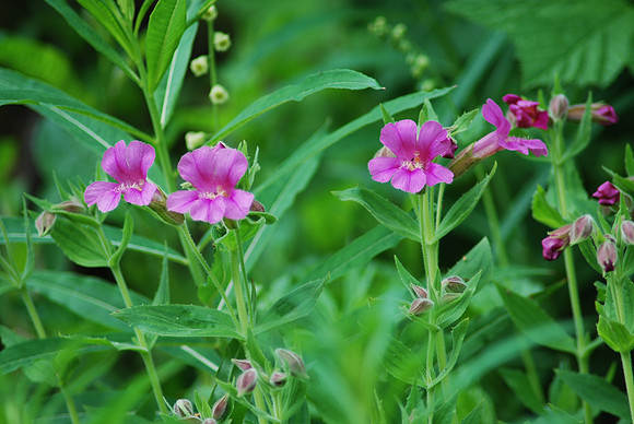 Lewis Monkeyflower