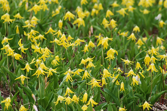 GLACIER LILIES