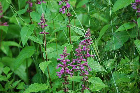 Hedge-Nettle