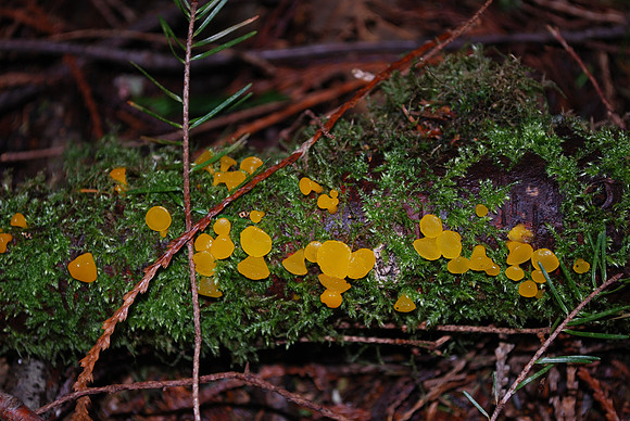 JELLY FUNGUS 15