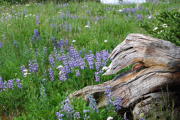 LUPINE 99