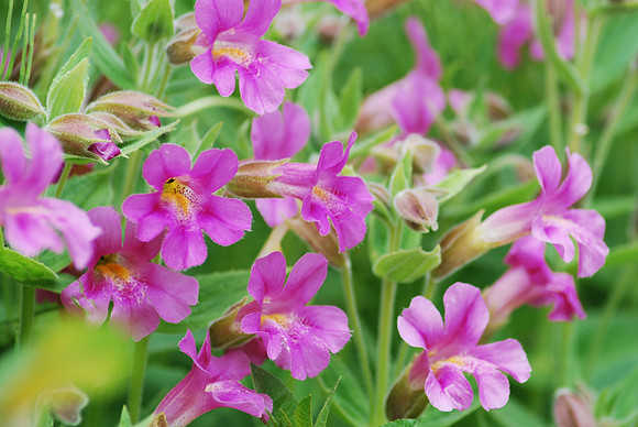 MONKEY FLOWER 4