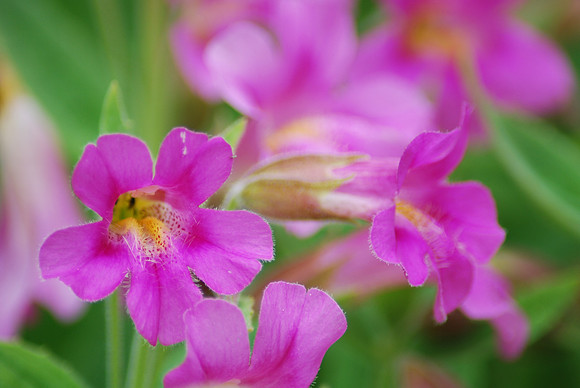 MONKEY FLOWER CLOSEUP