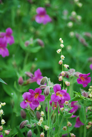 Monkeyflower 18