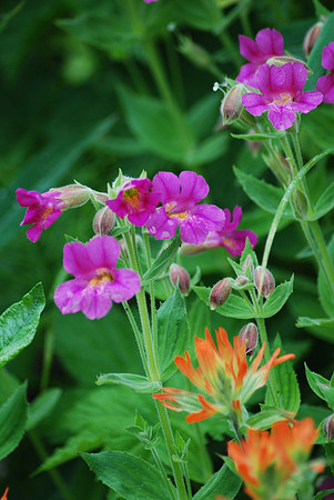 Monkeyflower 66
