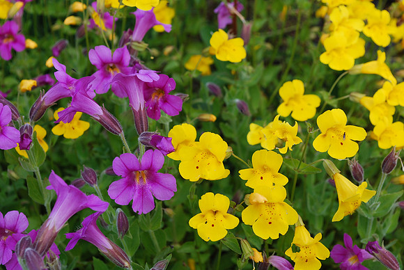 Monkeyflowers 667