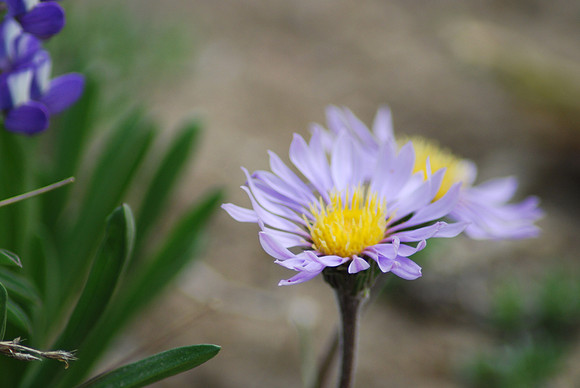 MT  DAISY