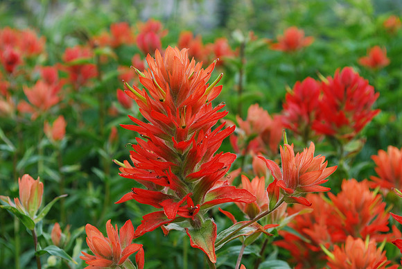 O PAINTBRUSH