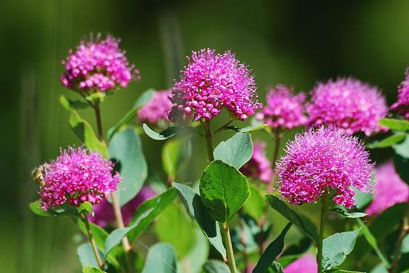 Rosey spirea