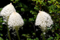 Rainier 2010 064 bear grass