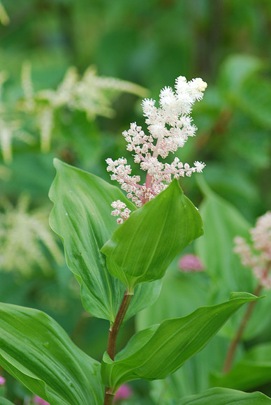 SOLOMON SEAL