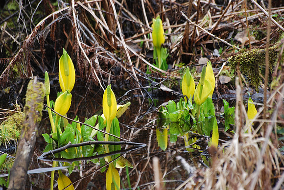 Skunk Cabbage 99