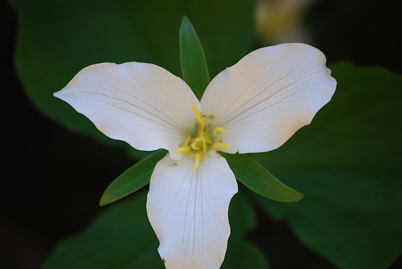 Trillium 34