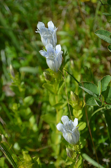 Bog Gentian var White