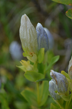 Bog Gentian var. White 190