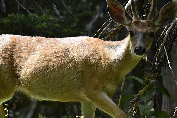Deer 45