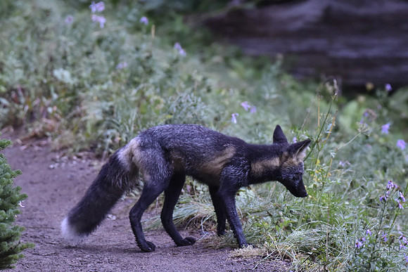 Cascade Fox 66