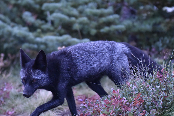 Cascade Fox 433