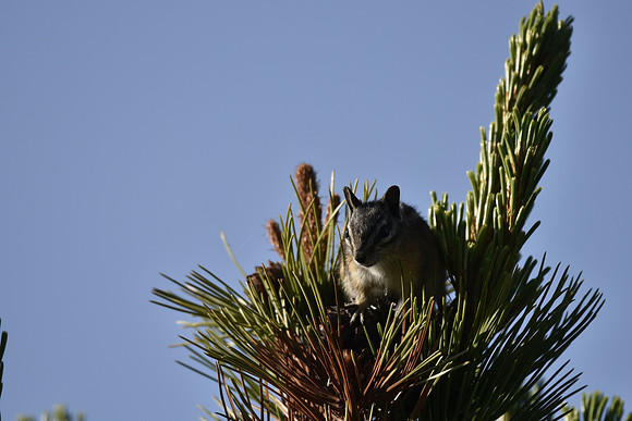 Yellow Pine Chipmunk 2