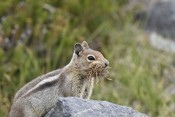 GM Ground Squirrel prepping den