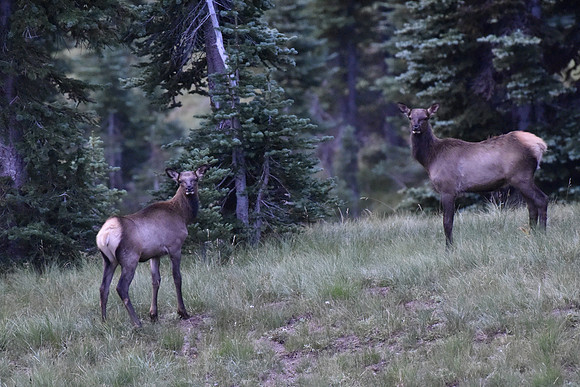 Elk 77