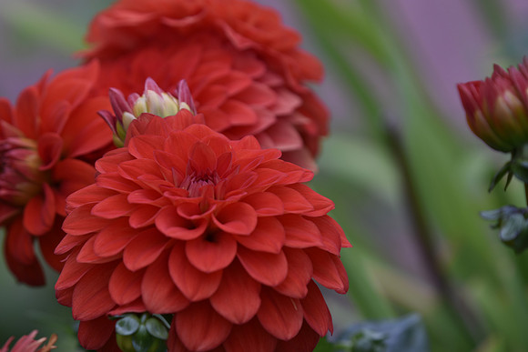 Red Dahlia