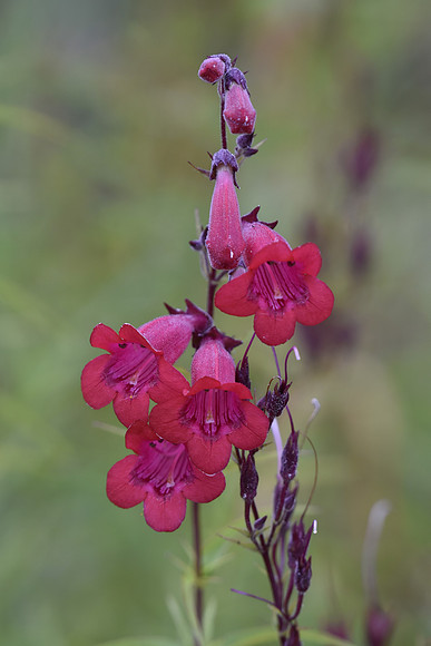 penstemon 8